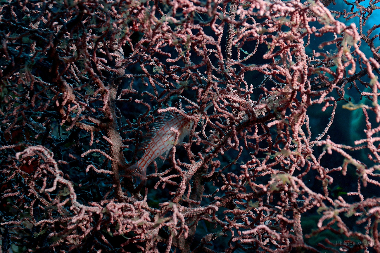Raja Ampat 2016 - Oxycirrhites typus - Longnose hawkfish - Poisson faucon a long nez - IMG_4379_rc.jpg